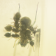 Baby spiders suckling from a mother.